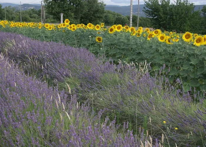 蒙特利马尔宜必思快捷酒店 酒店 蒙特利马尔